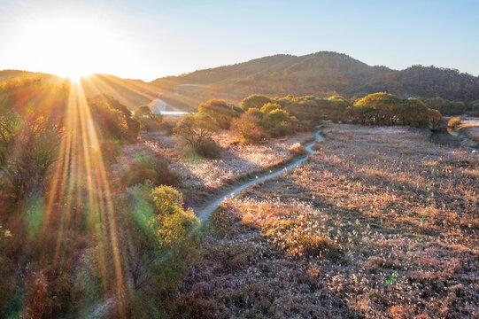 Drone View: Autumn scenery of Upo swamp, Changnyeong-gun, Gyeongsangnam-do, Korea.