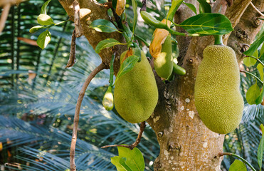 Jackfruit tree with hard-shelled ripe fruit in the Botanical garden in Puerto de la Cruz, Tenerife....