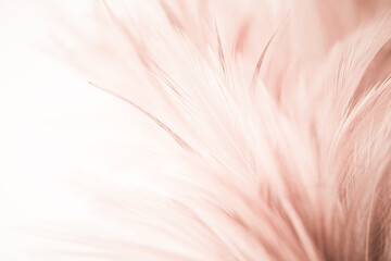 chicken feathers in soft color and blur style for the background.