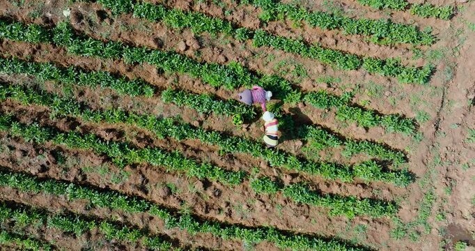 Straight down aerial view. Two black african female subsistence farmers picking green peppers on a small scale vegetable farm