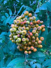 ripening rowan berry bunch and tree 