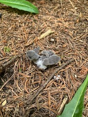 grey elfin saddle mushroom fungi