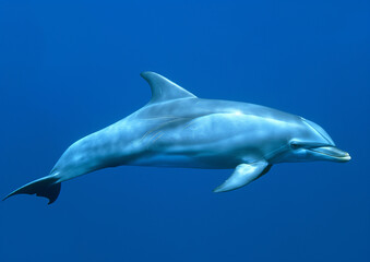 A sleek, vibrant blue dolphin glides effortlessly through the crystal-clear waters, its skin shimmering with every movement, catching the sun's rays in a dance of light and color