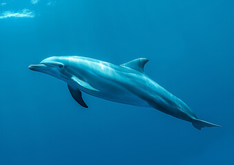 Fototapeta premium A sleek, vibrant blue dolphin glides effortlessly through the crystal-clear waters, its skin shimmering with every movement, catching the sun's rays in a dance of light and color