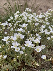 snow-in-summer (cerastium tomentosum)