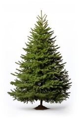 Fototapeta premium Christmas tree plant pine fir.