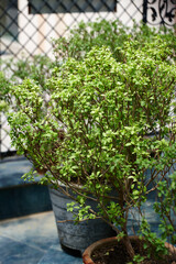 Pot, plants and herbs in home for growth, sustainability or Holy Basil for medicinal healing in India. Tulsi, ceramic or shrub on patio for tea ingredient, anxiety relief or traditional asthma remedy