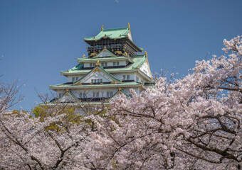 Naklejka premium 日本の大阪にある大阪城と桜