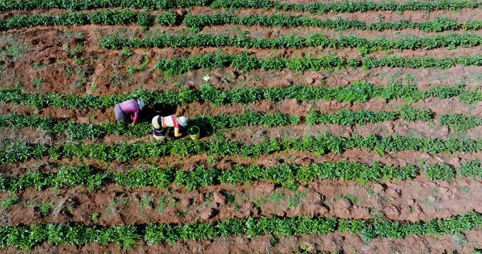 Straight down aerial view. Two black african female subsistence farmers picking green peppers on a small scale vegetable farm