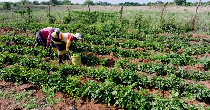 Panning view. Two black african female subsistence farmers picking green peppers on a small scale vegetable farm
