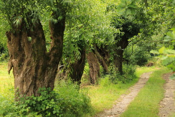 Wierzby przy drodze © Ireneusz