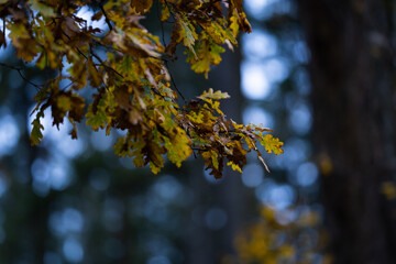 Detail of beautifully colored leaves in the dark fall season.