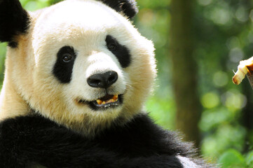 Fototapeta premium Giant panda photographed in the Wolong National Nature Reserve greedily eating bamboo