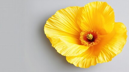 Explore the beauty of a vibrant yellow flower blooming against a soft background