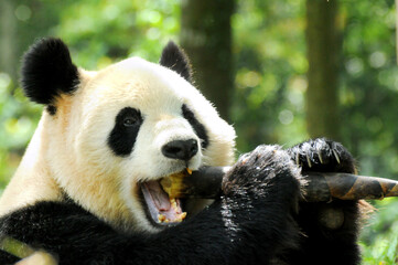 Obraz premium Giant panda photographed in the Wolong National Nature Reserve greedily eating bamboo