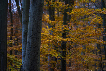 Magical and dark forest during autumn season with the best mystic atmosphere and gold leaves in the west of Bohemia.