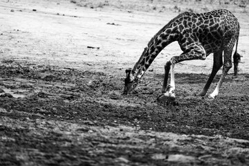 giraffe drinking from a puddle in dry season, greyscale, grayscale black and white