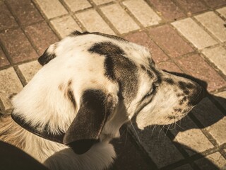 Dog with brown spots gazing at the horizon