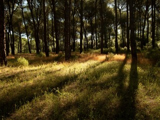 Sunlit Forest with Long Shadows