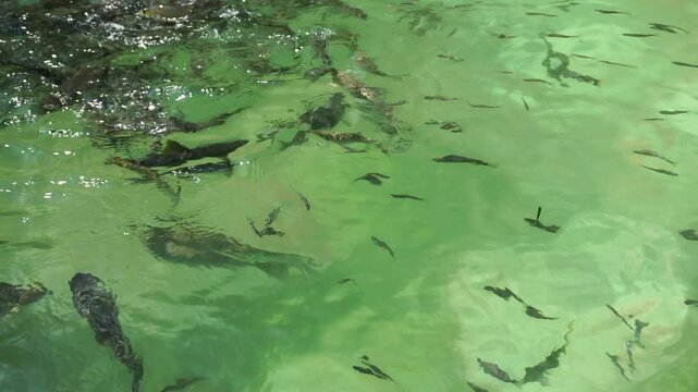 Barbonymus gonionotus fish species swims under the surface of clear water. This species is also known as Silver Barb.