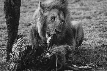 black and white grayscale portrait of a male lion, alpha lion, tearing into a wildebeest carcass...