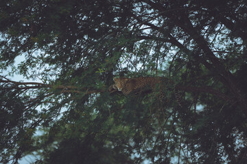 african leopard laying in a tree watching into the camera - serengeti tanzania leopard wildlife...
