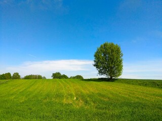 Samotne drzewo © Ireneusz