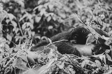 greyscale - grayscale - black and white portrait of a baby gorilla in the bwindi impenetrable park sleeping on the tummy of his mother
