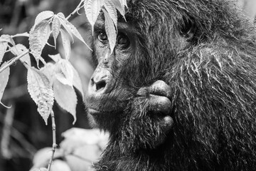 greyscale - grayscale - black and white black and white close up of gorillas in bwindi impenetrable...
