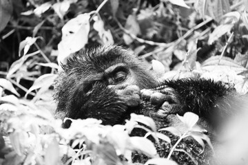 greyscale - grayscale - black and white black and white close up of gorillas in bwindi impenetrable forest, great ape, gorilla