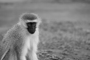 greyscale - grayscale - black and white portrait of a vervet monkey
