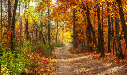 Autumn pathway through a vibrant forest showcasing colorful leaves, sunlight filtering through trees, inviting a peaceful stroll in nature during the fall season