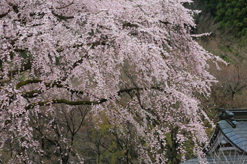 山寺と枝垂れ桜