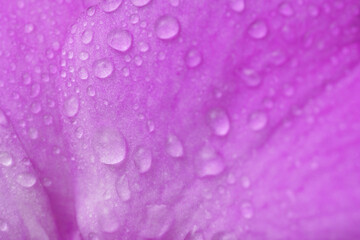 Close-up macro soft focus texture water drop on petal purple orchid flowers tropical plant blossom background.flora desktop wallpaper,beauty or spa cosmetic banner poster, website cover design.