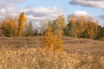 a tree with yellow leaves is in a field with a sky background.