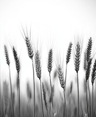 Black and white wheat field with dramatic sky, serene rural landscape.
