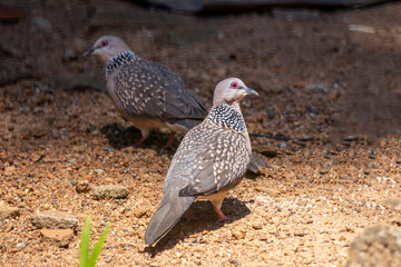 Spotted dove