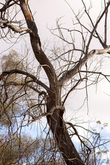 a tree with yellow leaves is in a field with a sky background.