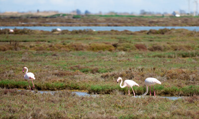 Flamingo birds walk on the dam of the river