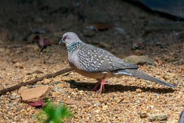 Spotted dove