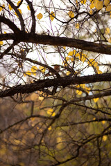 a tree with yellow leaves is in a field with a sky background.