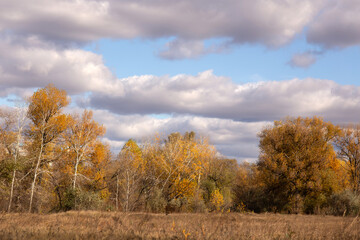 Fototapeta premium a tree with yellow leaves is in a field with a sky background.