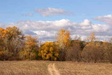 Obraz premium a tree with yellow leaves is in a field with a sky background.