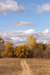 Fototapeta premium a tree with yellow leaves is in a field with a sky background.