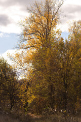 Fototapeta premium a tree with yellow leaves is in a field with a sky background.