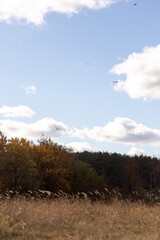 a tree with yellow leaves is in a field with a sky background.