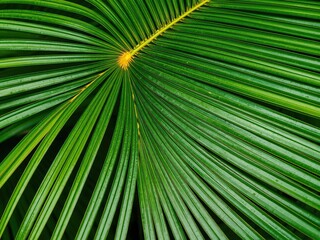 Obraz premium Close up shot of a vibrant green palm leaf, showcasing its natural texture and tropical beauty, detail