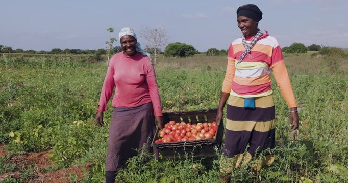 Two black african female subsistence farmers holding a crate of tomatoes they picked on a small scale vegetable farm
