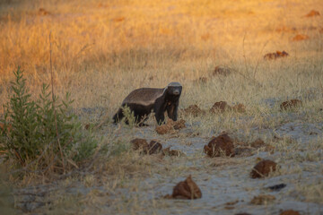 A honey badger (Mellivora capensis) in natural habitat, Kalahari desert, South Africa