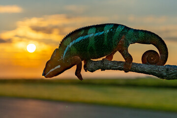 Adult male Ambilobe Panther Chameleon (Furcifer pardalis)